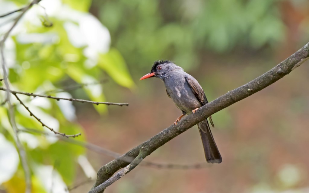 Square-tailed Bulbul